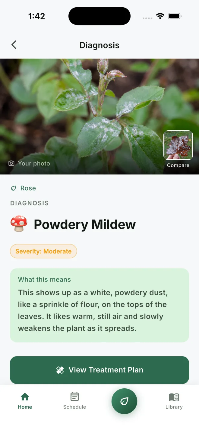 A clear plant diagnosis with the user's photo