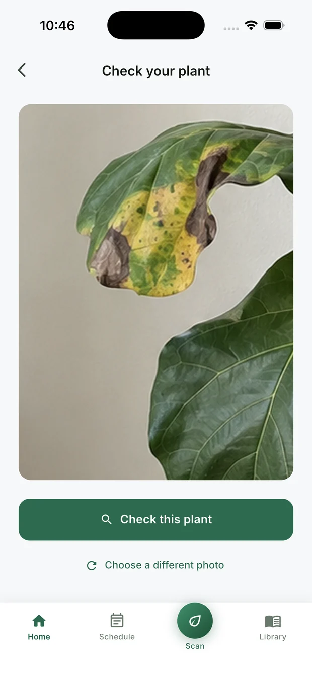The CureMyPlants app ready to check a plant, with a close-up photo of a fiddle leaf fig leaf showing brown anthracnose spots