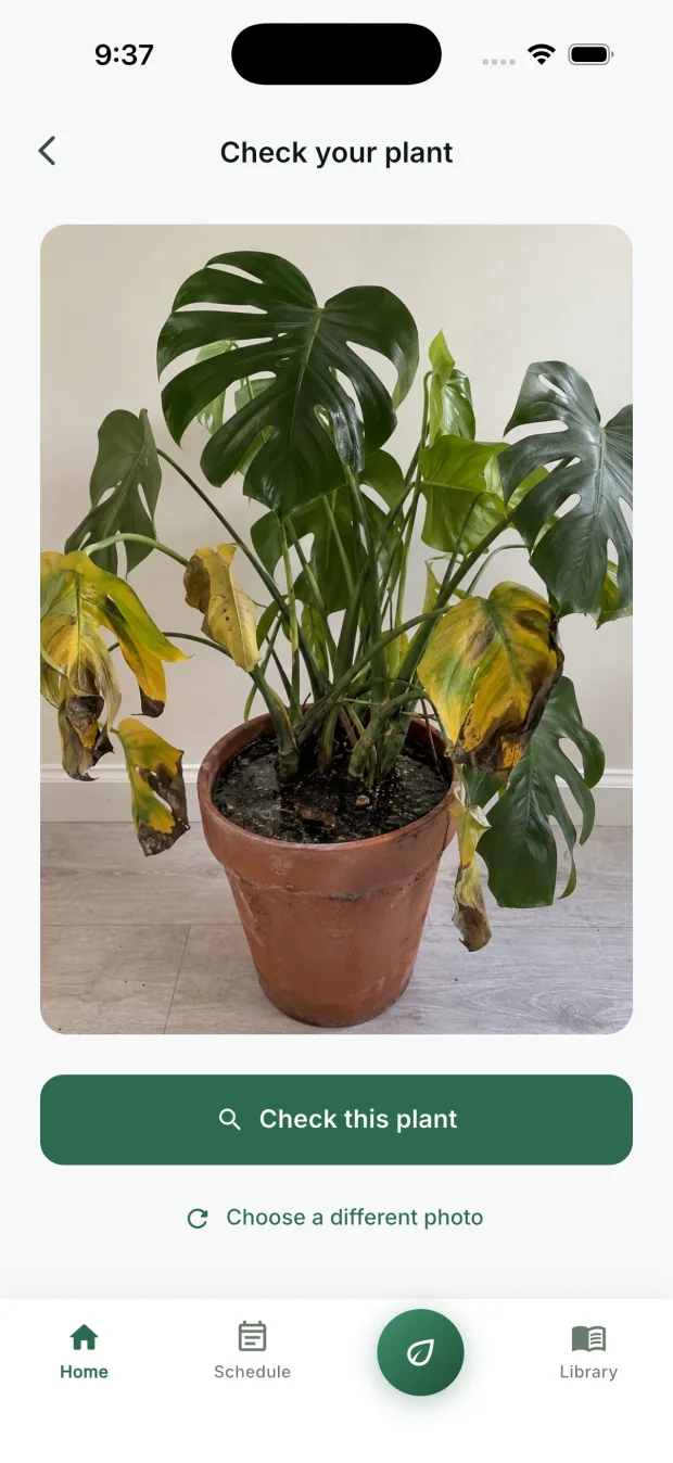 The CureMyPlants app with a photo of a drooping Monstera deliciosa with yellowing lower leaves, ready to check