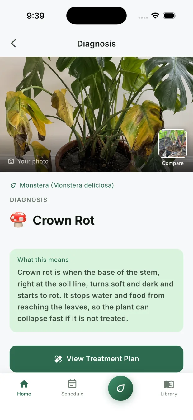 The diagnosis screen showing the user's own Monstera photo, labelled root rot, with a severity read