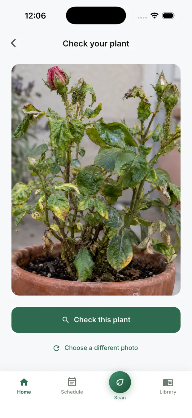 The CureMyPlants app ready to check a plant, with a photo of a rose shoot covered in green aphids