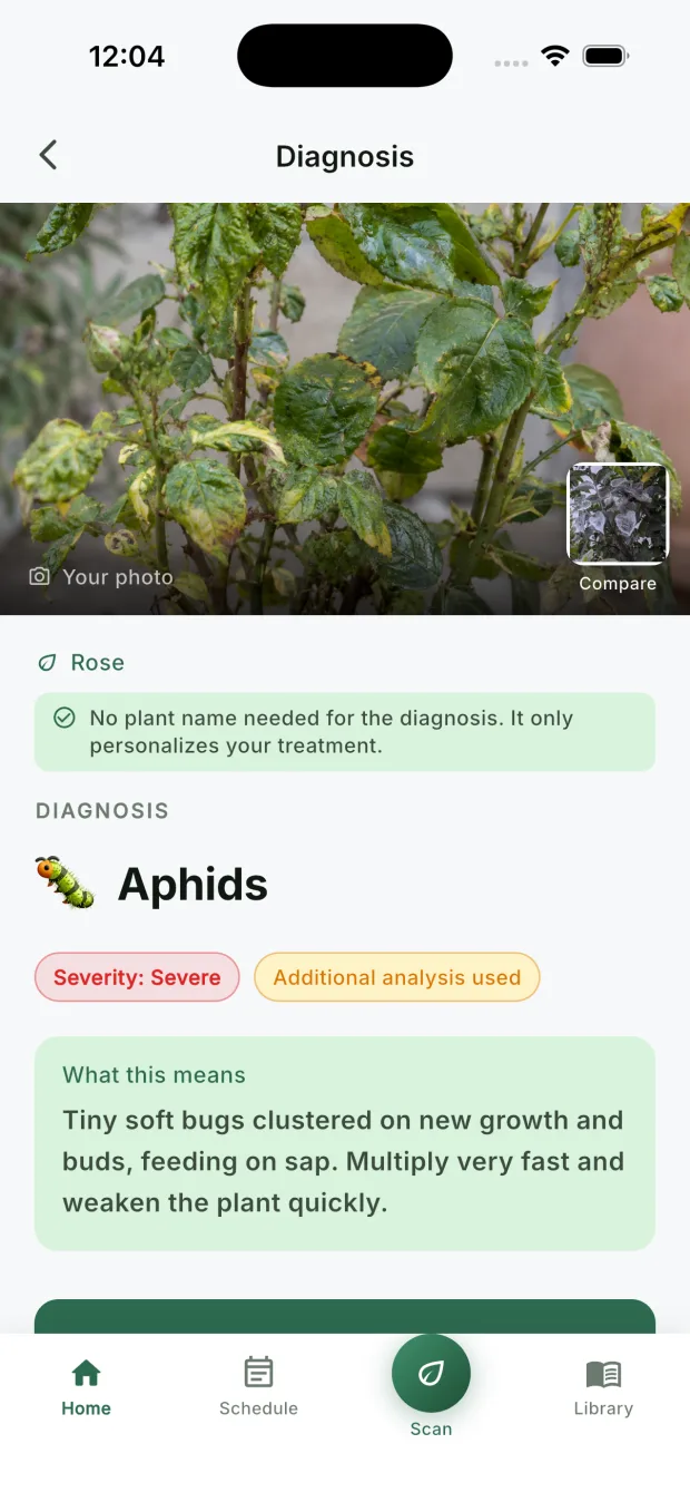 The diagnosis screen showing the user's own rose photo labelled Aphids with a severity read of severe
