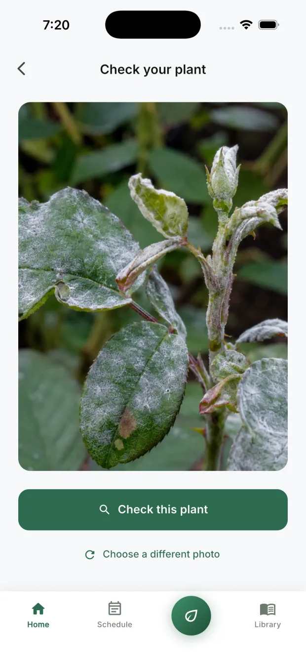 The CureMyPlants app with a close-up photo of a rose covered in white powdery mildew, ready to check