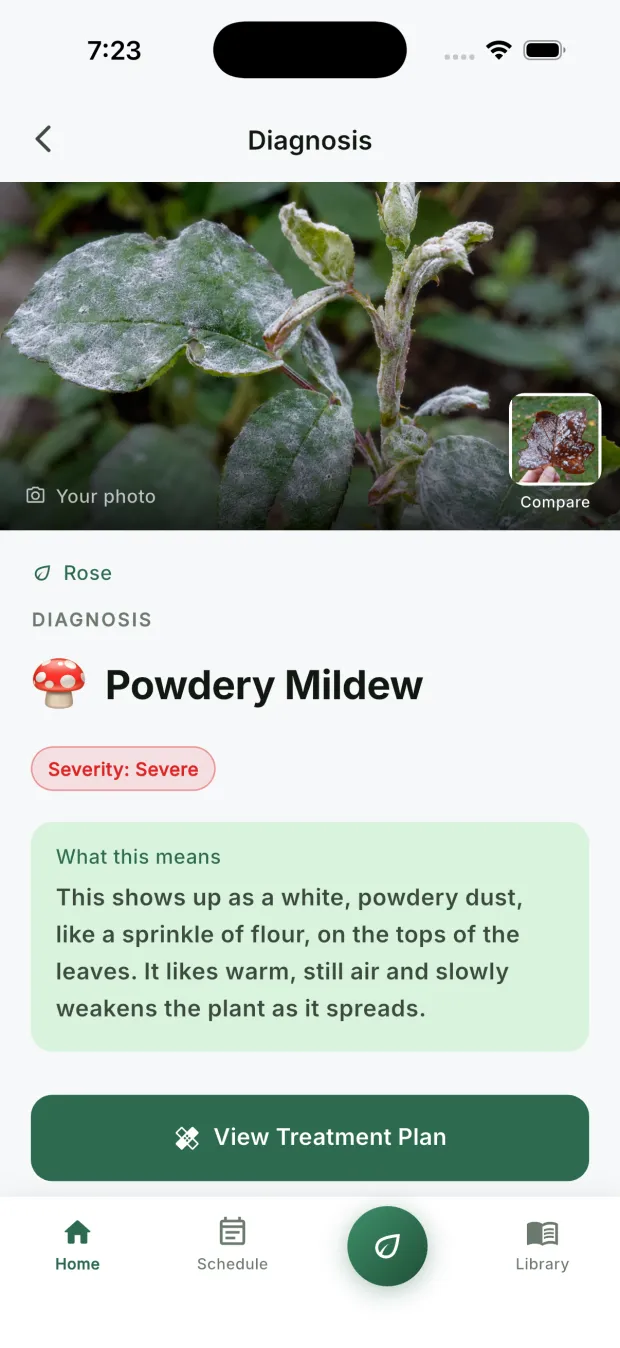 The diagnosis screen showing the user's own rose photo, labelled rose powdery mildew, with a severity read of severe