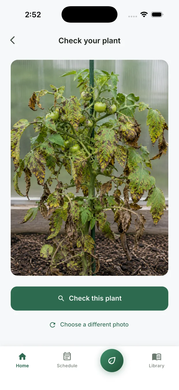 The CureMyPlants app with a close-up photo of a tomato leaf showing brown target-ring spots, ready to check