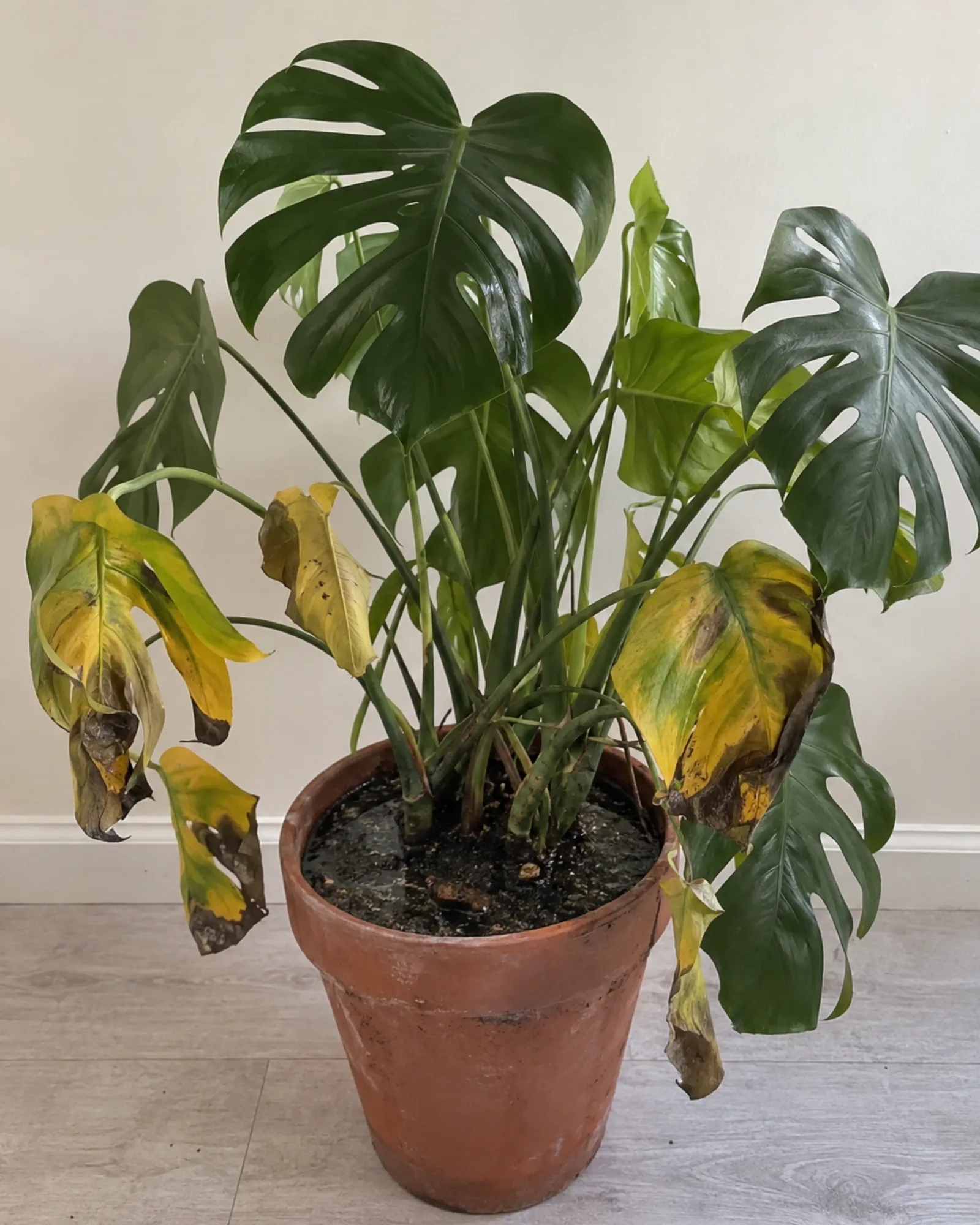 A monstera plant with yellowing, drooping leaves showing signs of root rot