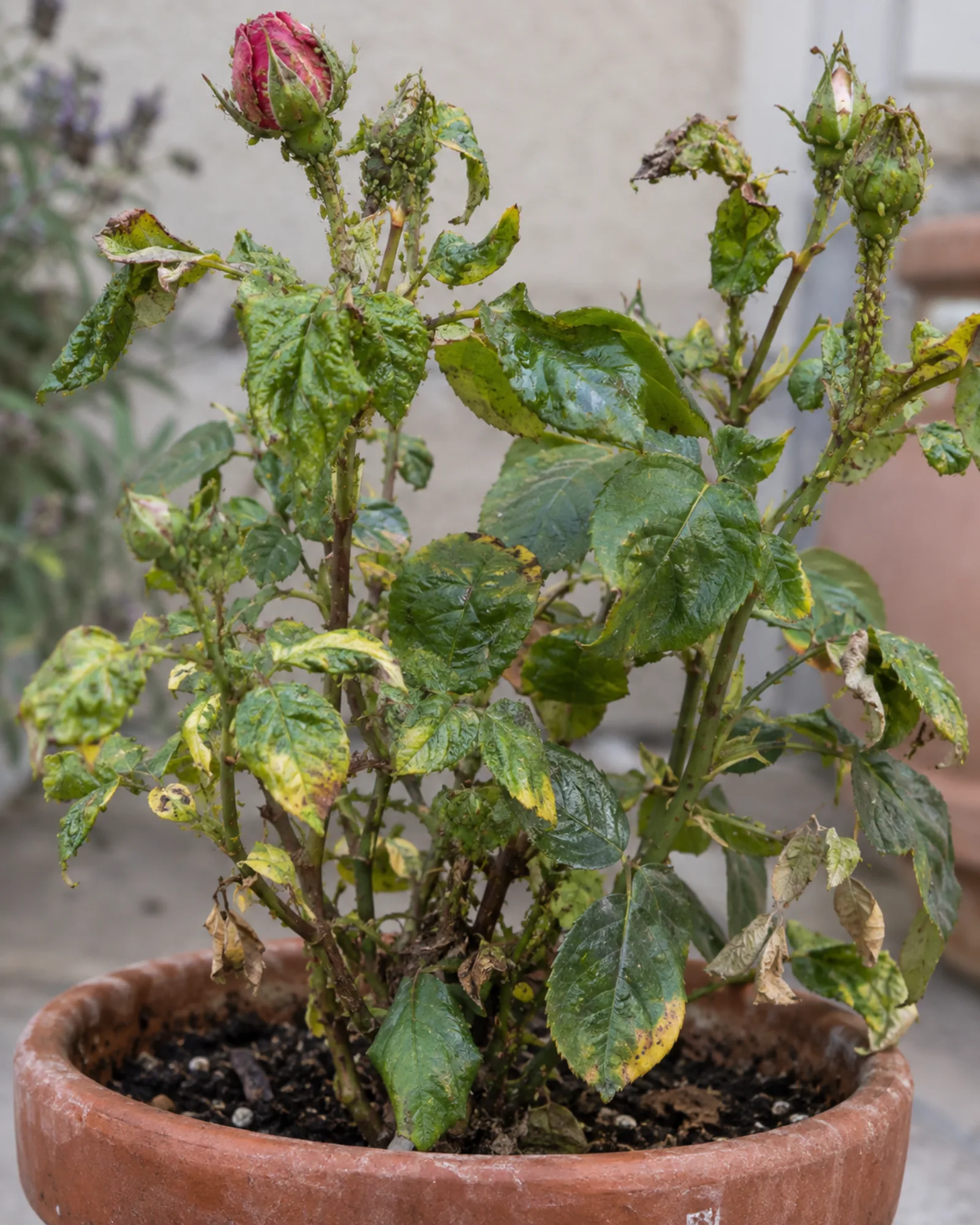 A rose plant covered in aphids on the buds and new growth
