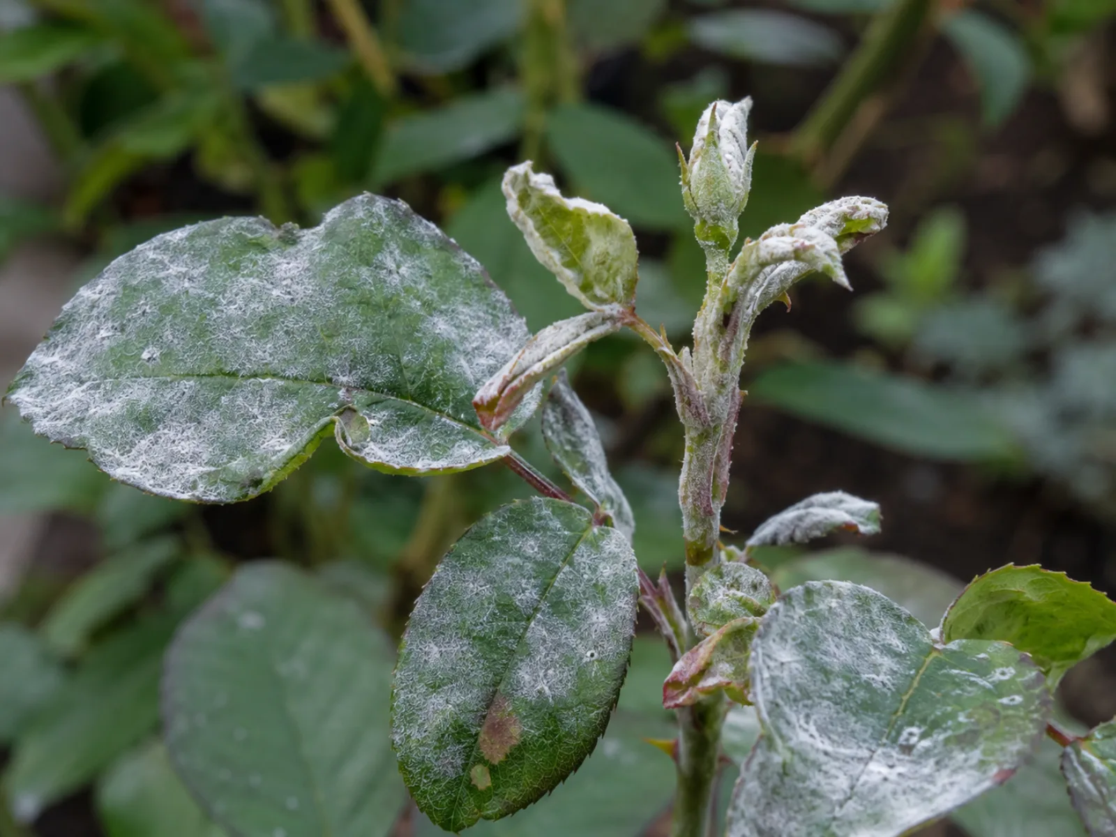 White powdery mildew coating the leaves of a rose plant