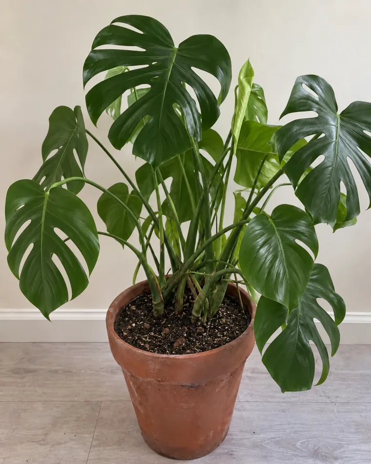 The same monstera looking green and upright after treatment