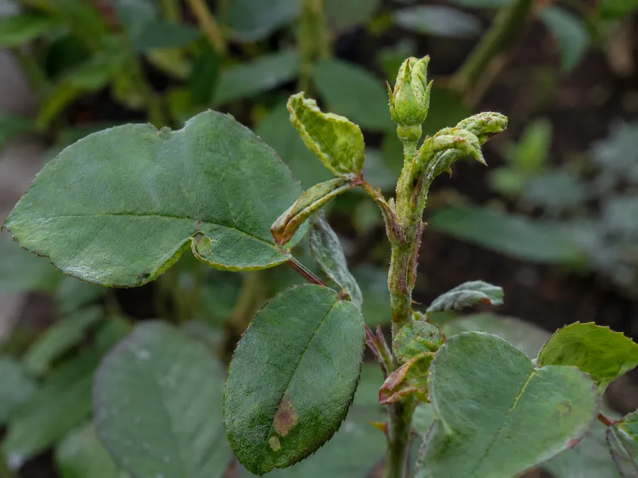 The same rose with clean healthy green leaves